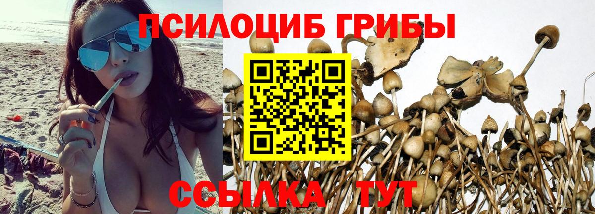 Медногорск  Галлюциногенные грибы прущие грибы  Вход с VPN 